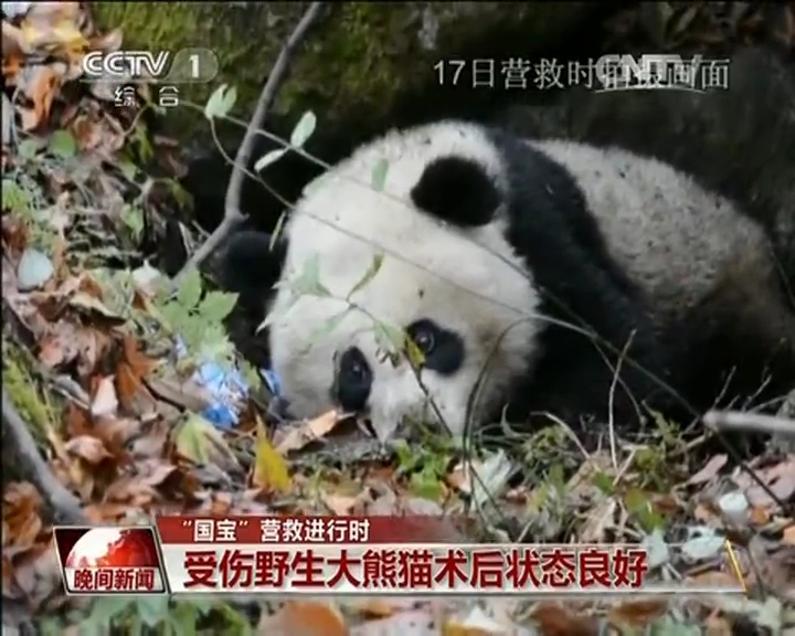 “國寶”營救進(jìn)行時