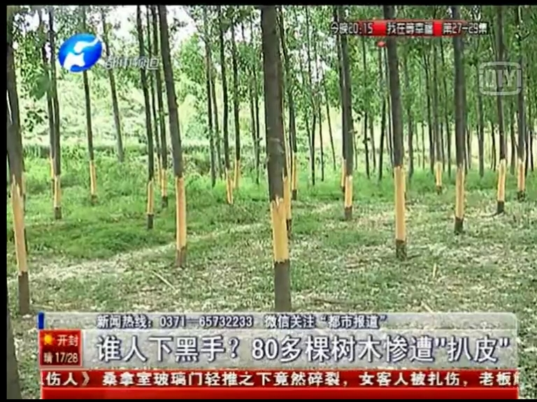 80多棵樹被“扒皮” 誰痛下黑手？