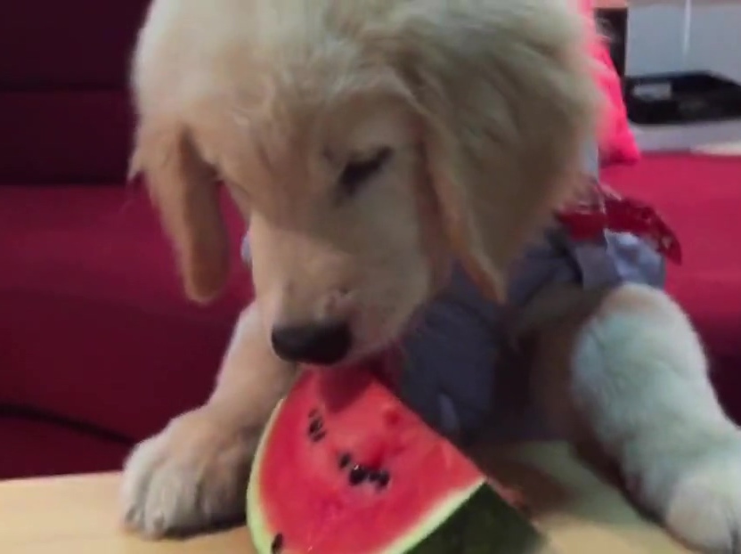 超萌金毛啃西瓜！夏天來了汪星人也要消暑??！