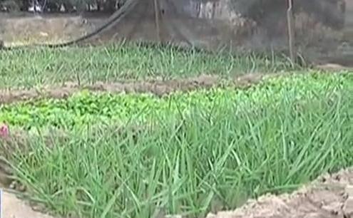 生態(tài)廊道變菜園 誰干的？