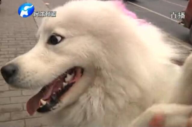 為了找愛(ài)犬 懸賞100萬(wàn)