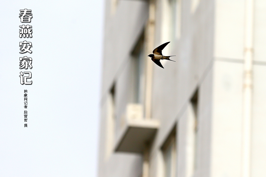 為了愛巢，每天奔波在樓宇間不斷努力